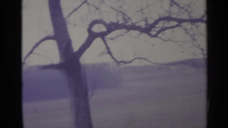 Leafless tree and branching limbs in front of a soft rural Spanish field, scanned from 1961 8mm footage.