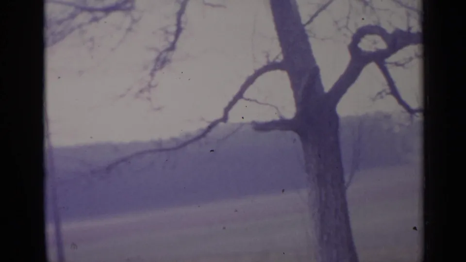 Foreground tree trunk and leafless limbs partly obscure a rural field in this 1961 Spain home-movie frame.