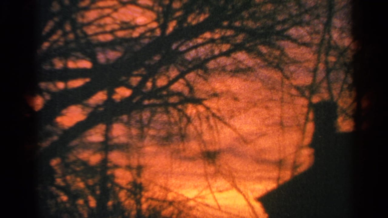 Silhouetted tree branches against a deep orange sunset sky.