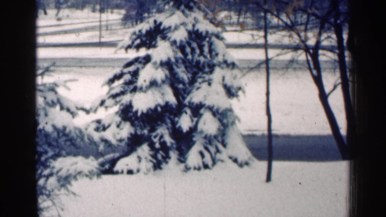 Snow-covered evergreen beside bare branches and a winter roadway or open snowfield.