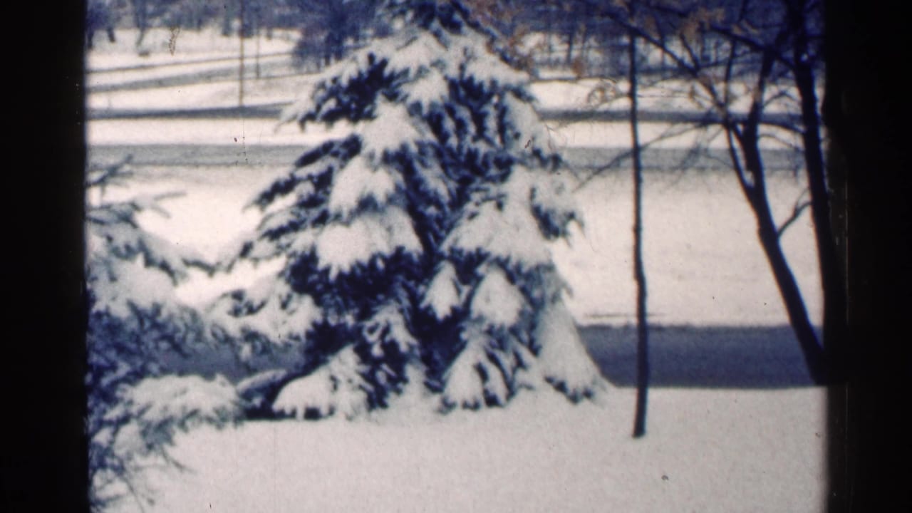 Snowy evergreen and bare trees seen across a quiet winter yard.