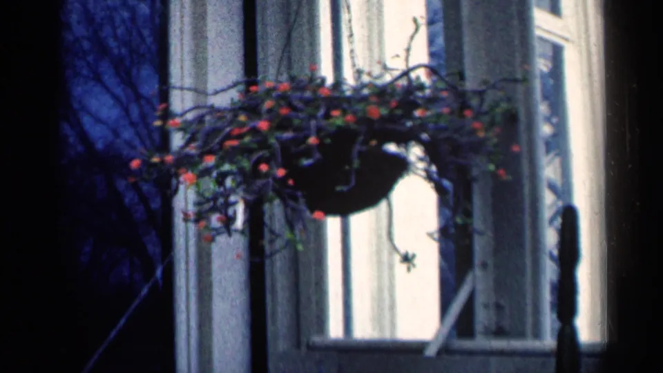 A hanging plant with small red flowers and dark branches appears before a window with vertical blinds in 1964 home-movie footage.