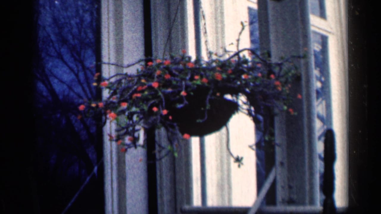 Hanging flower basket near a lit porch window and dark tree branches.