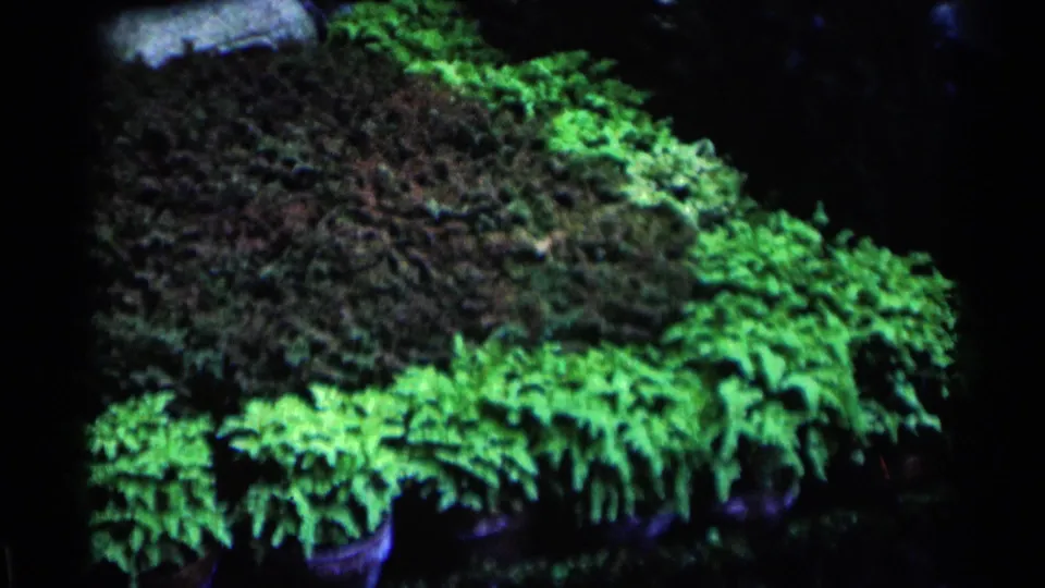 1964 Minnesota 8mm frame showing potted ferns and dense foliage under strong green illumination in a dark setting.
