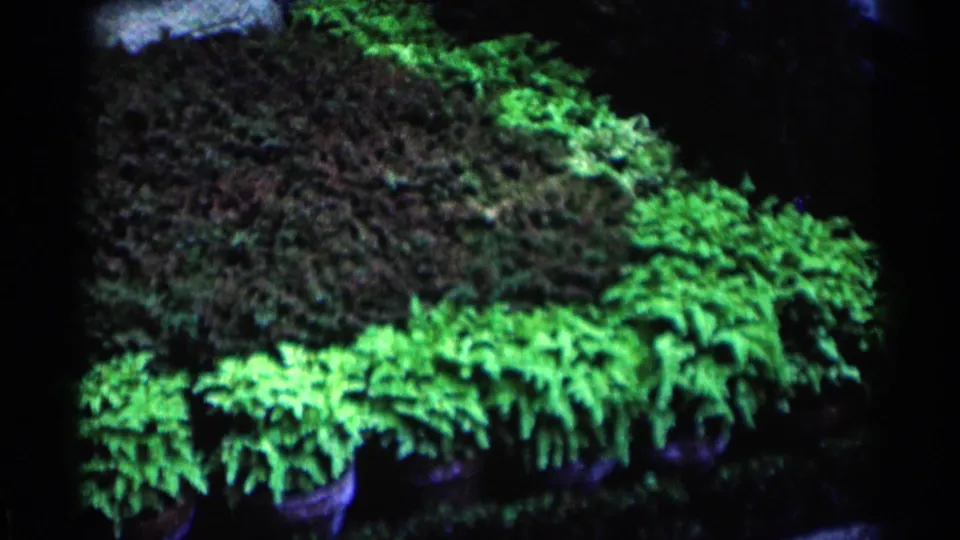 1964 Minnesota home-movie still with a row of potted ferns glowing green against deep surrounding shadows.