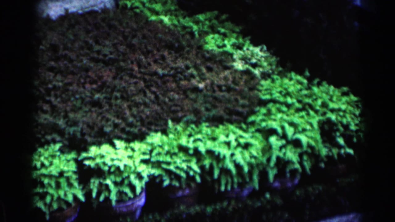 Ferns and trimmed hedges border a dark garden bed beside stonework.