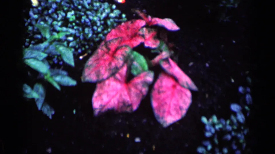Close 1964 Minnesota garden detail with red foliage, green leaves, dark soil, and clustered blue-green blossoms.