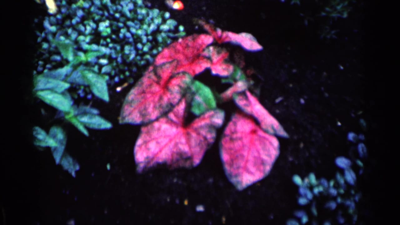 Close-up of pink caladium leaves among green foliage and dark soil.