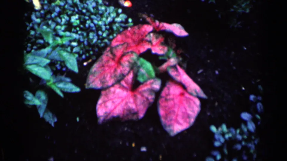 1964 Minnesota 8mm frame showing pink-veined caladium leaves surrounded by green garden plants and dark soil.