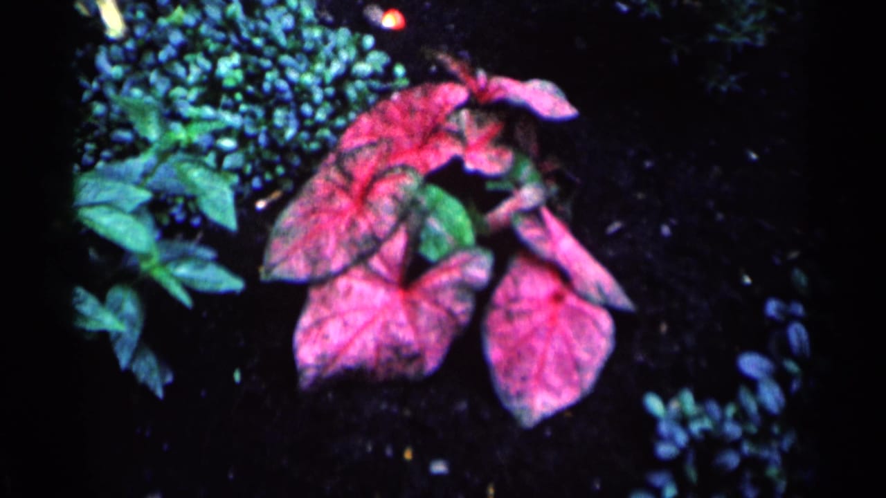 Pink caladium leaves and nearby green plants in a shaded garden bed.