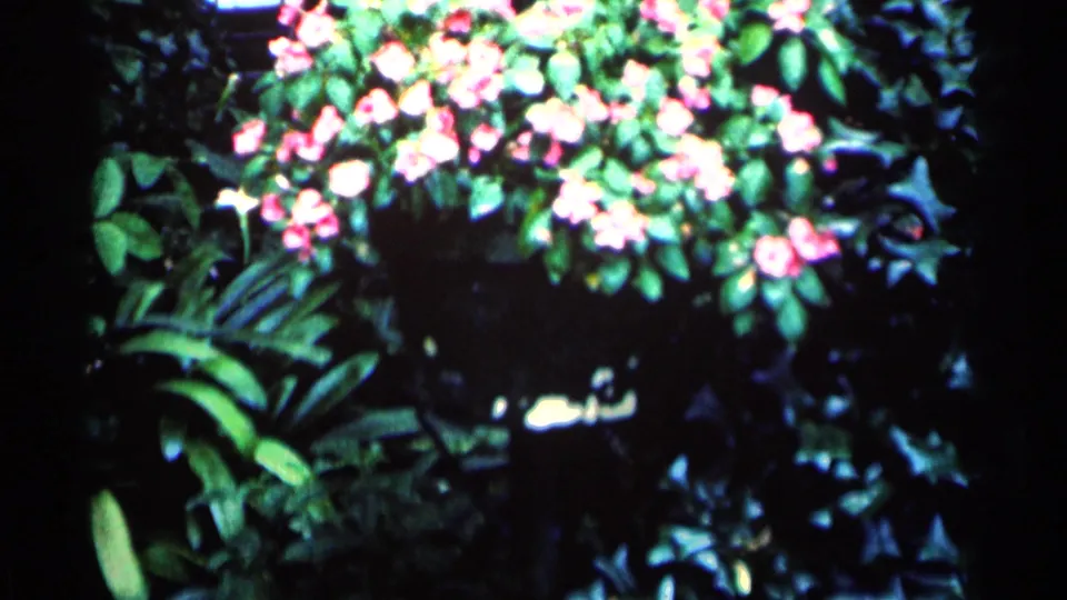 1964 Minnesota 8mm frame showing a wider garden view with pink blossoms, green foliage, and bright daylight highlights.