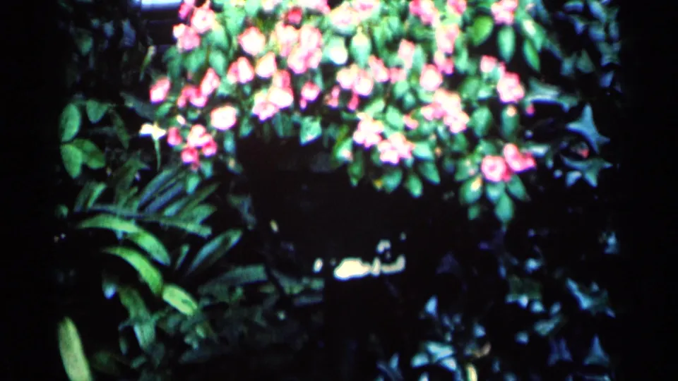 1964 Minnesota home-movie frame of pink flowers and dense green garden foliage, with high-contrast 8mm color and soft focus.