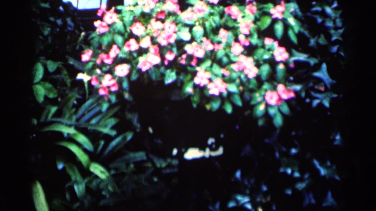 Pink flowers and white lilies among dark green garden foliage.