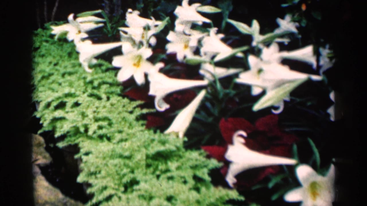 White lilies and green fern-like plants beside dark red foliage.