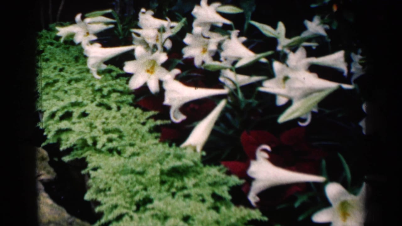 White lilies over green foliage with red leaves in shadow.