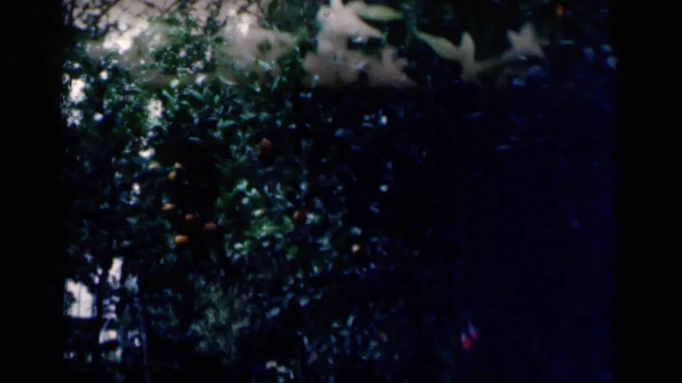 1964 Minnesota 8mm frame shifting from the flower bed to darker trees and foliage with bright sky highlights.
