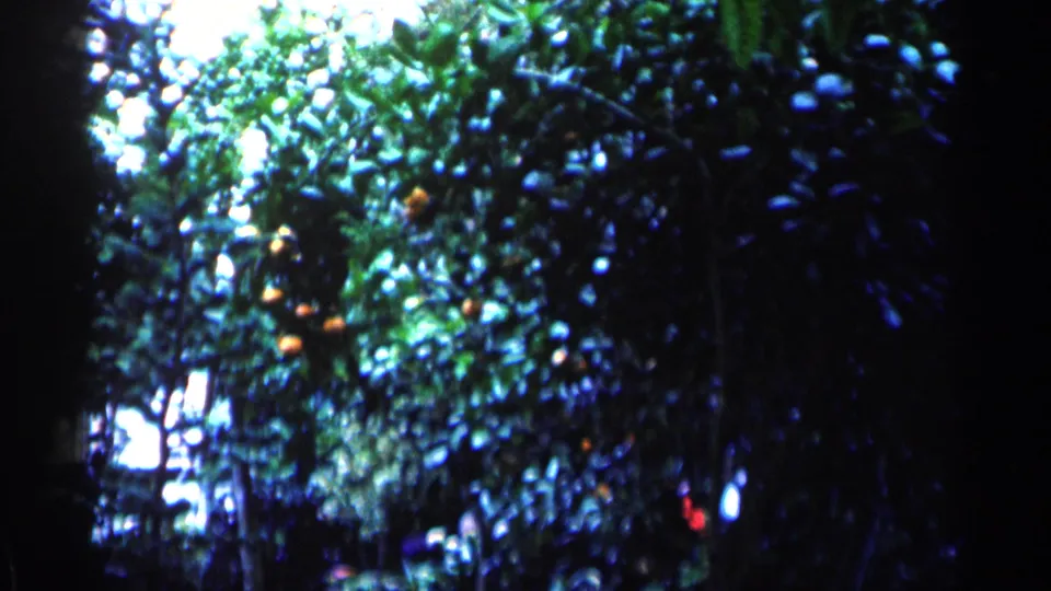 1964 Minnesota home-movie frame showing tall leafy trees and dense garden foliage with daylight breaking through branches.