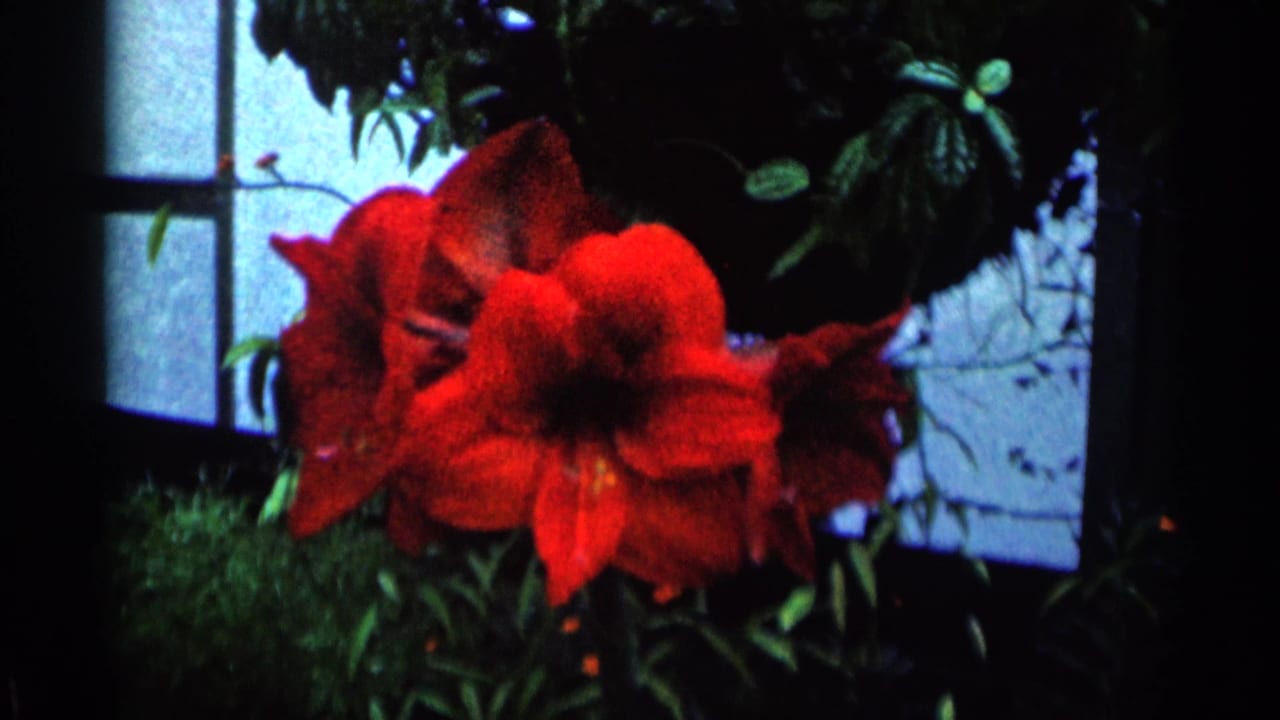 Large red flowers in a greenhouse with dark foliage and window panels behind them.