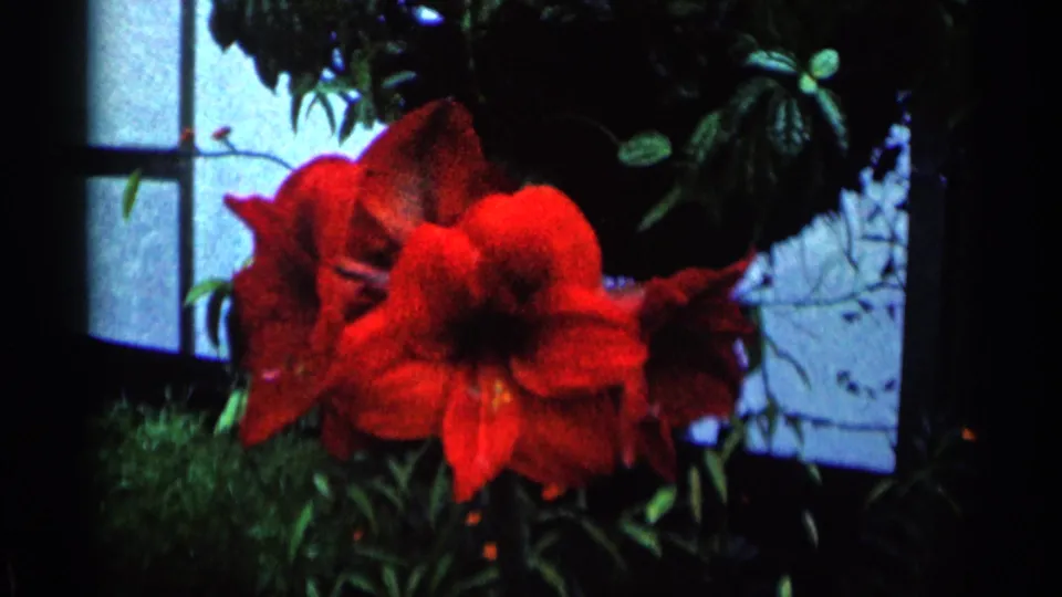 Close view of vivid red greenhouse flowers against leafy plants and window panes in 1964 Minnesota 8mm home-movie footage.