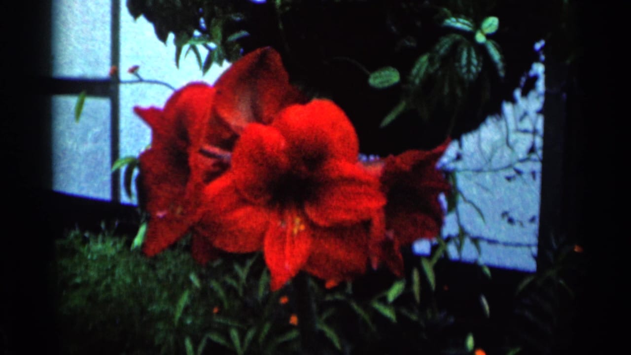 Red greenhouse flowers seen close up with foliage and pale window panes in the background.