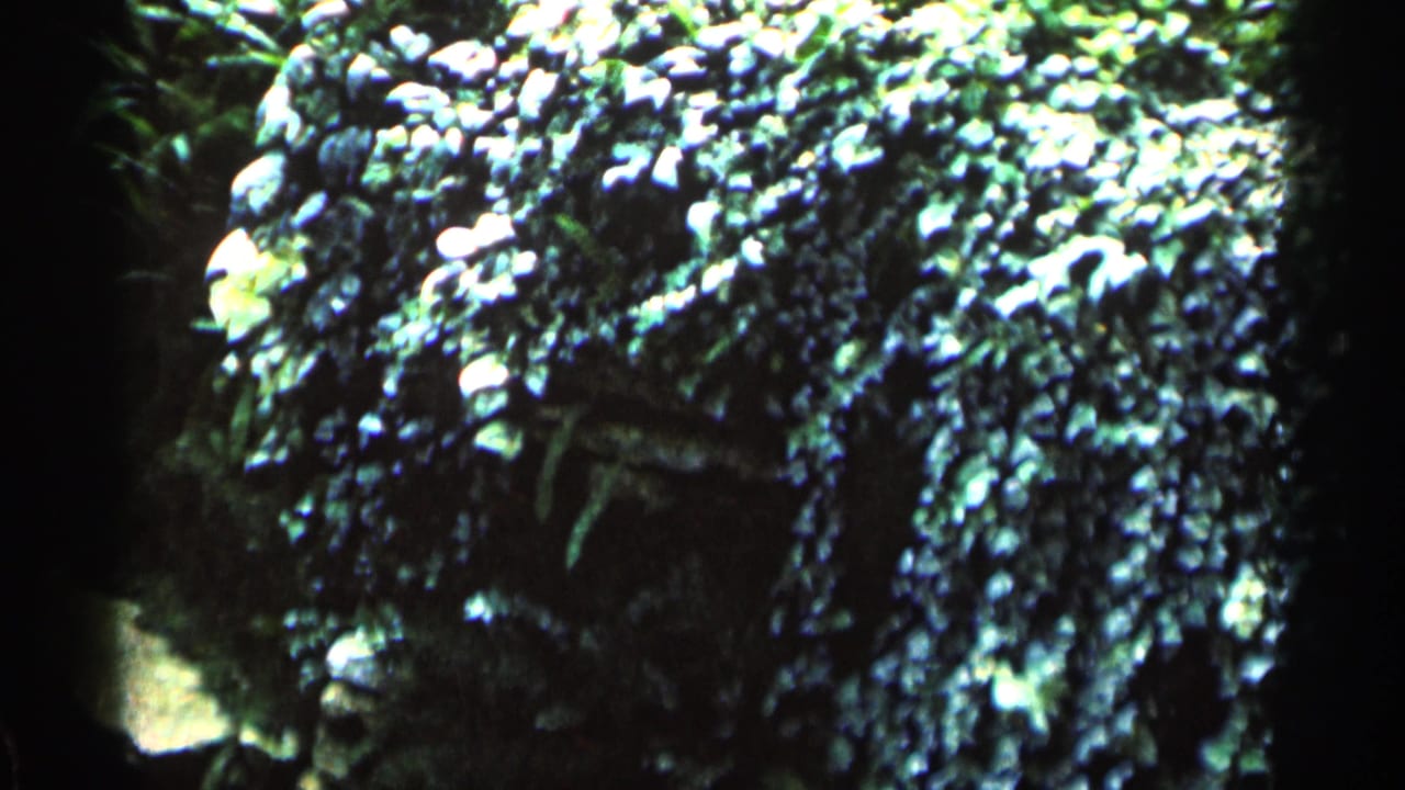 Dense greenhouse foliage fills the frame around a rock or waterfall feature.