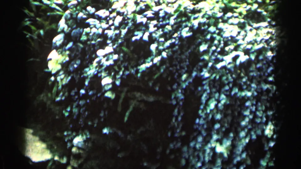 1964 Minnesota 8mm frame showing a close, soft-focused view of leafy plants around a greenhouse waterfall or rock feature.