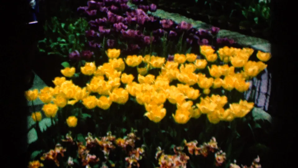 1964 Minnesota 8mm frame centered on yellow tulips, purple flowers, foliage, and garden edging.