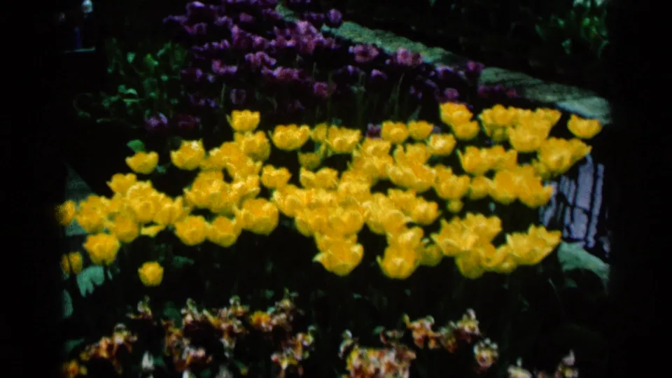 1964 Minnesota home-movie frame showing yellow tulips, purple blooms, and dense garden foliage in saturated 8mm color.