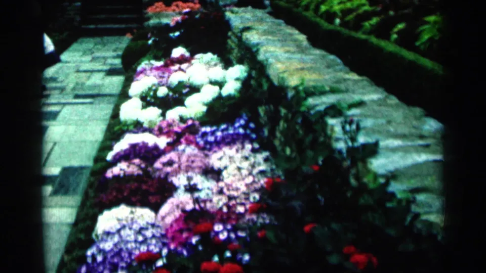 1964 Minnesota 8mm frame showing a flower bed with purple, white, and red blooms beside a stone border and path.