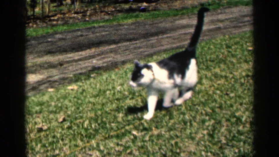 1964 Minnesota home-movie frame of a black and white cat walking across a sunny green lawn near a dirt path.
