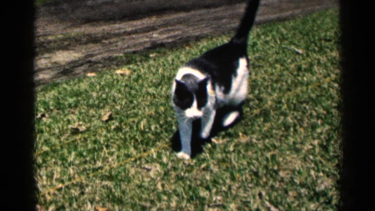 Black and white domestic cat walks across sunlit grass in 1964 Minnesota 8mm home-movie footage.