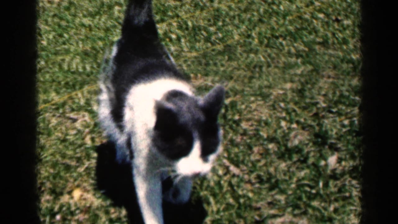 Black and white cat approaches through a sunny grassy yard, with soft 8mm focus and dark scan borders.