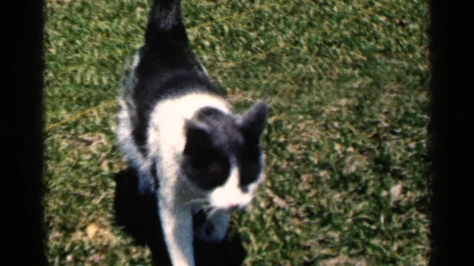 Black and white cat approaches through a sunny grassy yard, with soft 8mm focus and dark scan borders.