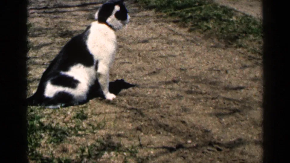 Black and white cat sits at the edge of grass and bare dirt in the 1964 Minnesota home-movie scene.