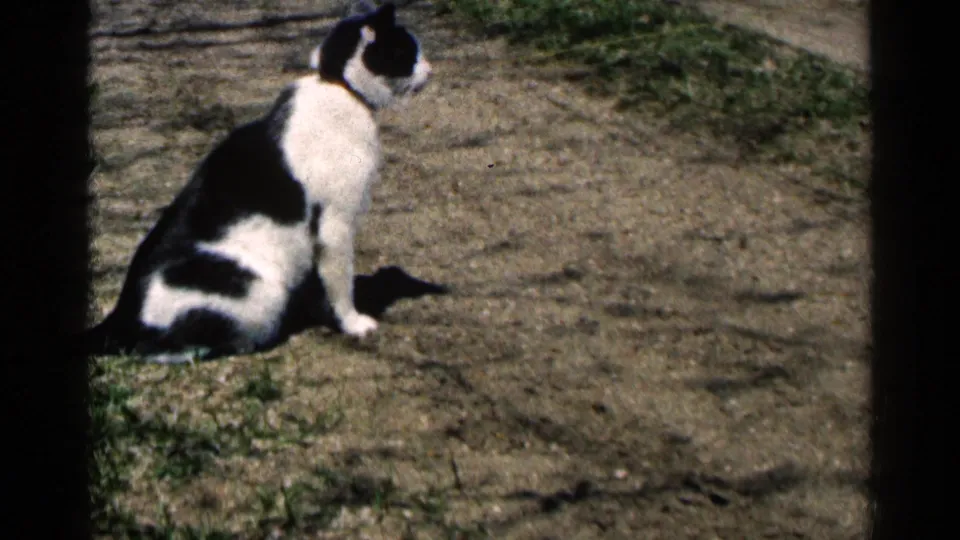 Black and white domestic cat remains seated near a dirt path, looking away in a sunlit yard captured on 8mm film.