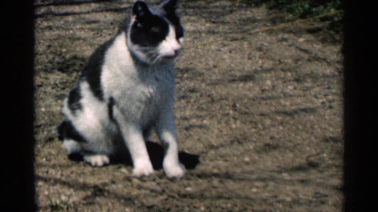 Black and white cat sits on a bright dirt path in Minnesota 1964 home-movie footage, framed with dark 8mm edges.