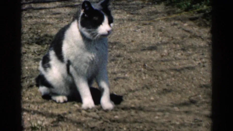 Black and white cat sits on a bright dirt path in Minnesota 1964 home-movie footage, framed with dark 8mm edges.