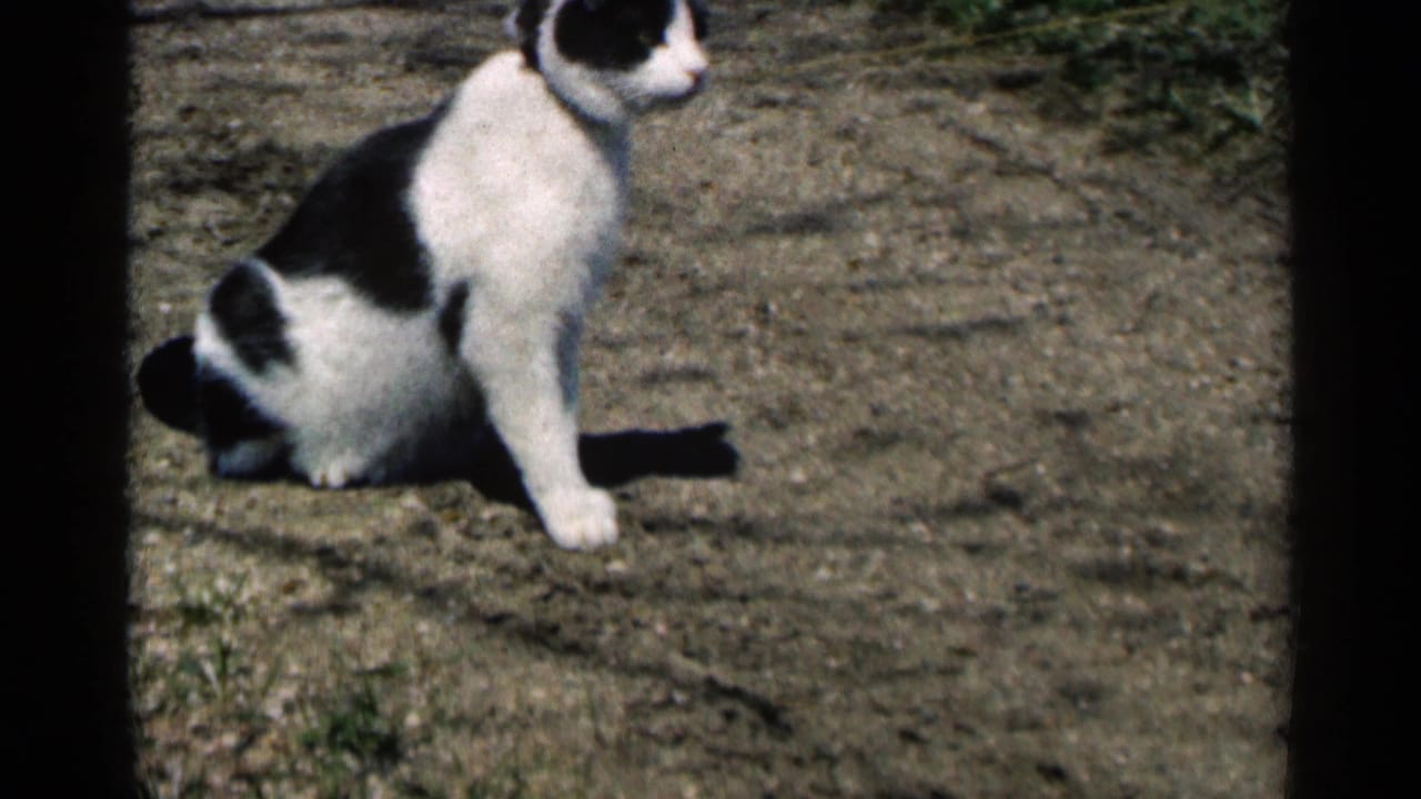 Black and white cat seated in profile on a bright dirt surface.