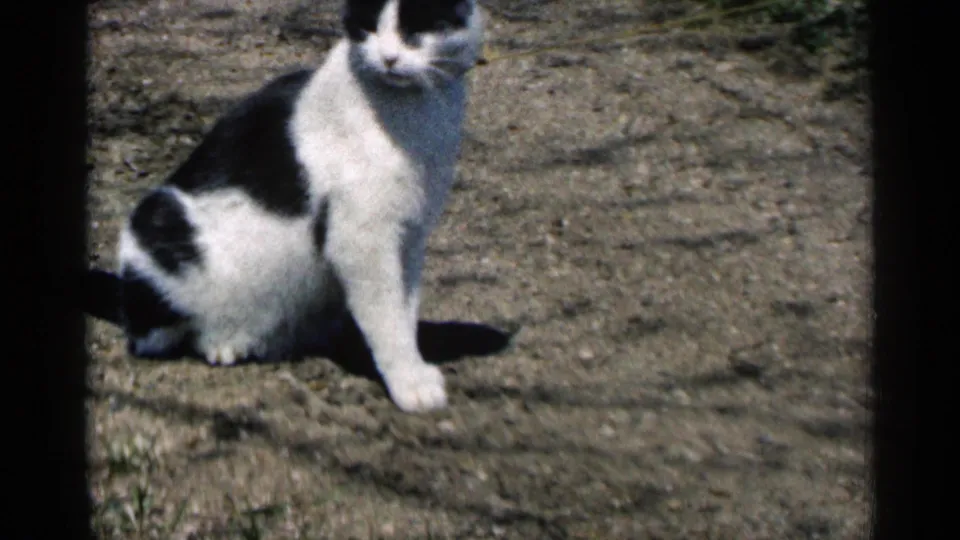 A closer 8mm frame shows the black and white cat seated on sunlit dirt, partly cropped by the left edge of the film image.