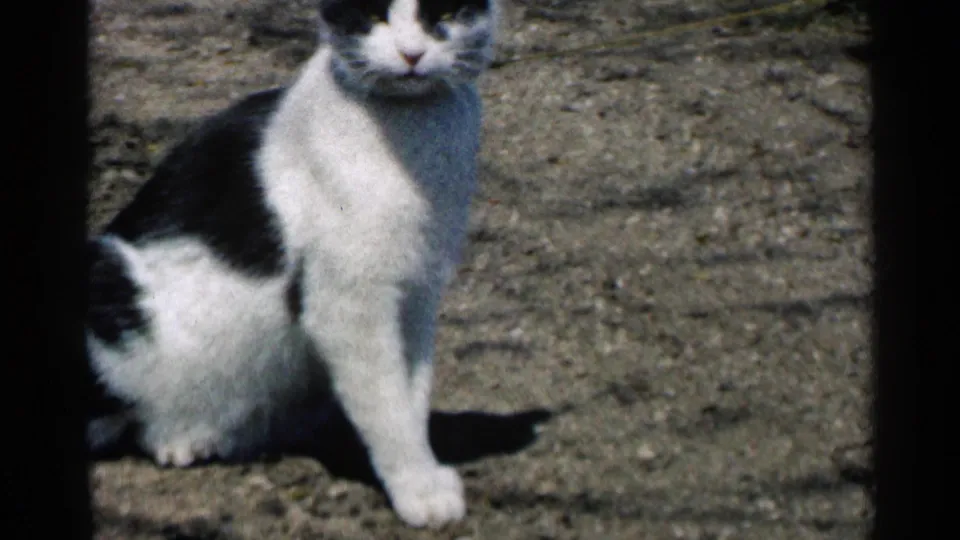 Close 1964 Minnesota home-movie frame of the seated cat on dry ground, with the head partly cropped and soft 8mm texture visible.