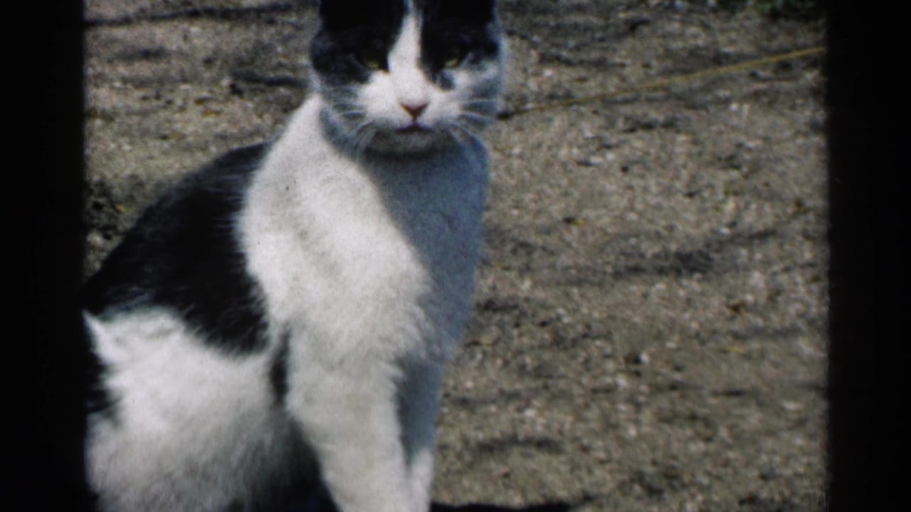 Black and white cat sitting on gravel beside a dark film border.