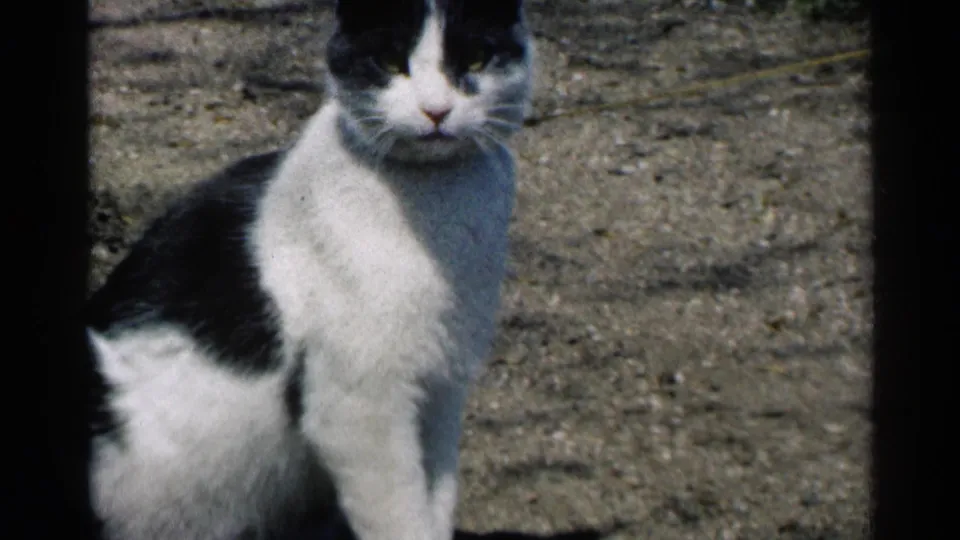 A black and white cat sits alertly on gravel in a 1964 Minnesota 8mm home-movie frame.