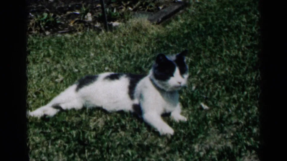 A black and white cat reclines on a green lawn in the Minnesota 1964 home-movie footage.