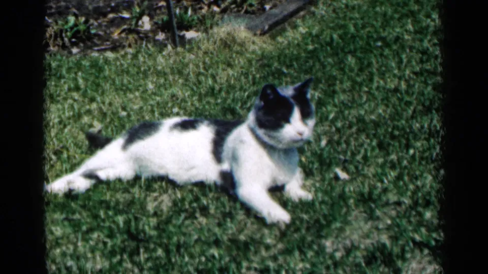 The cat remains stretched on the grass, framed in grainy 8mm color from Minnesota in 1964.