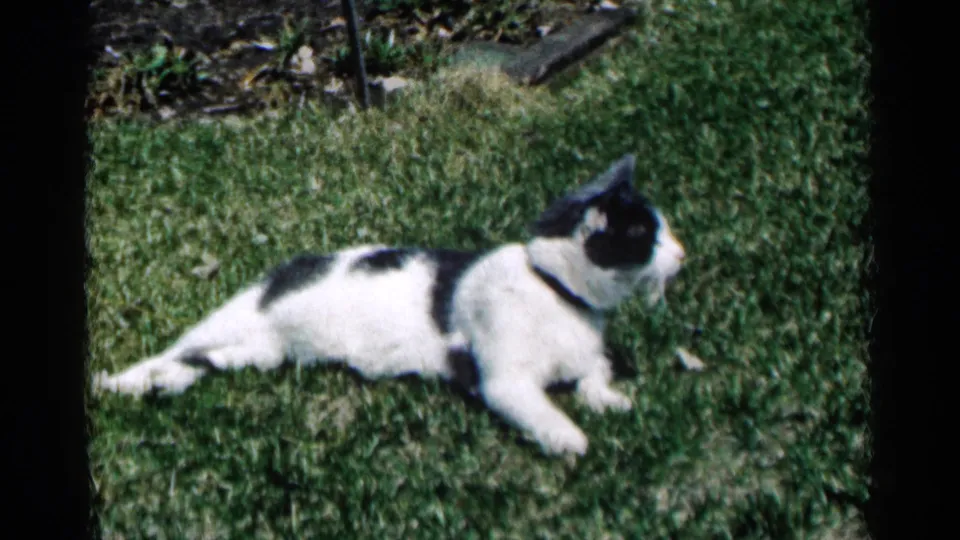 A black and white cat reclines on the lawn in a final 1964 Minnesota 8mm frame with dark film borders.