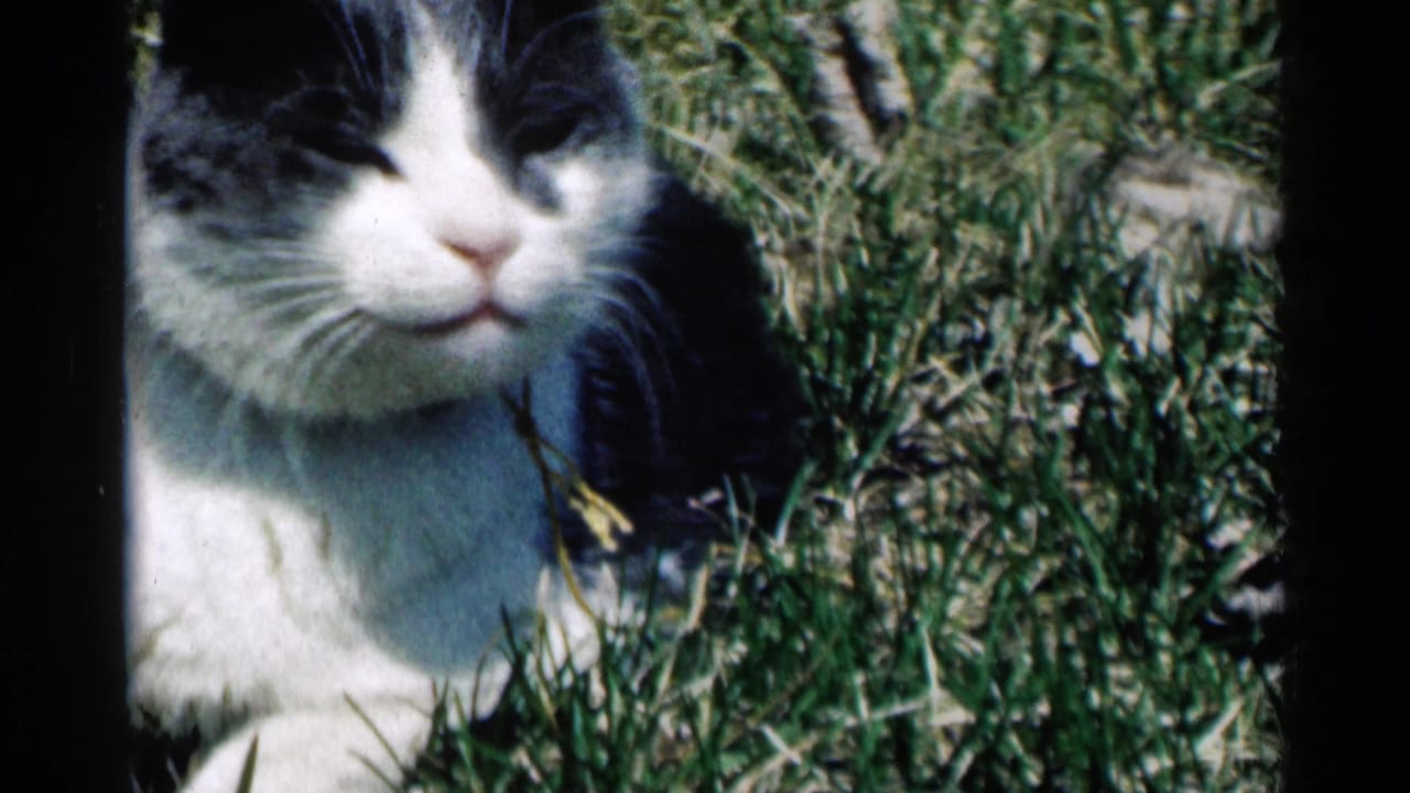 Black-and-white cat lying in grass, partly cropped by the film frame.
