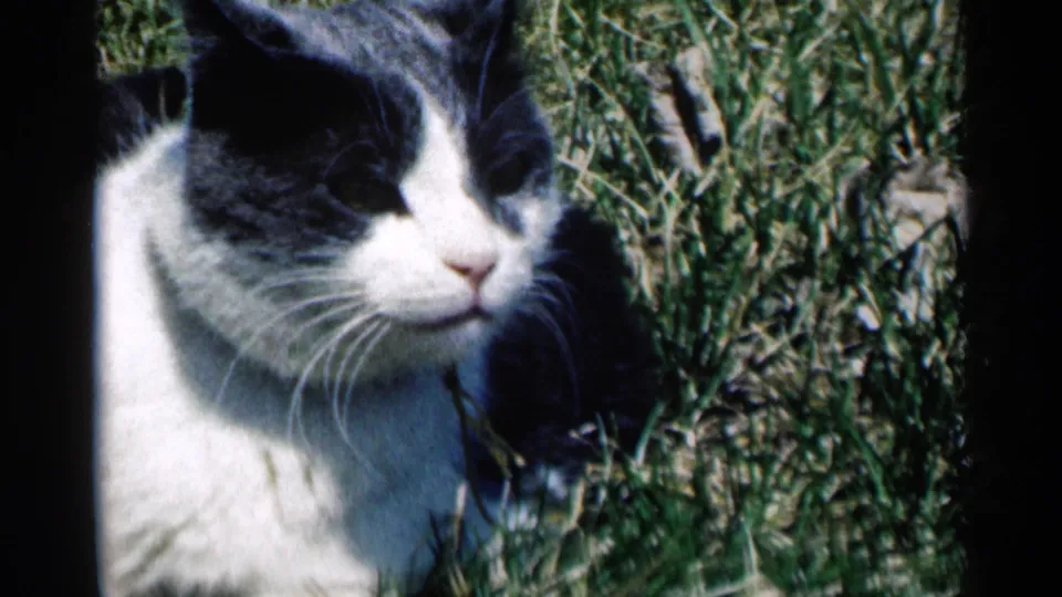 A black-and-white cat with a white muzzle lies in grass, captured in soft 1964 8mm home-movie color.