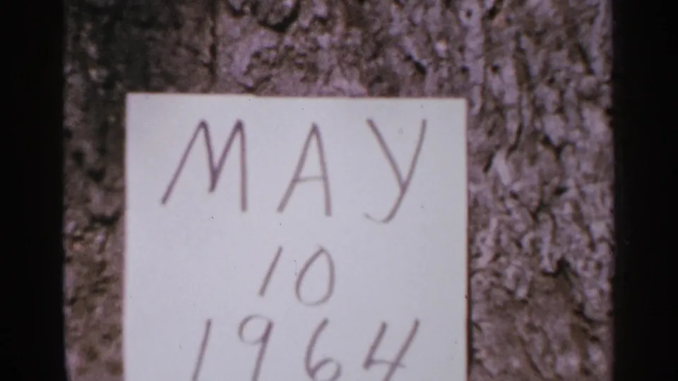 Minnesota 1964 home-movie frame showing a handwritten MAY 10 1964 note fixed against rough tree bark.