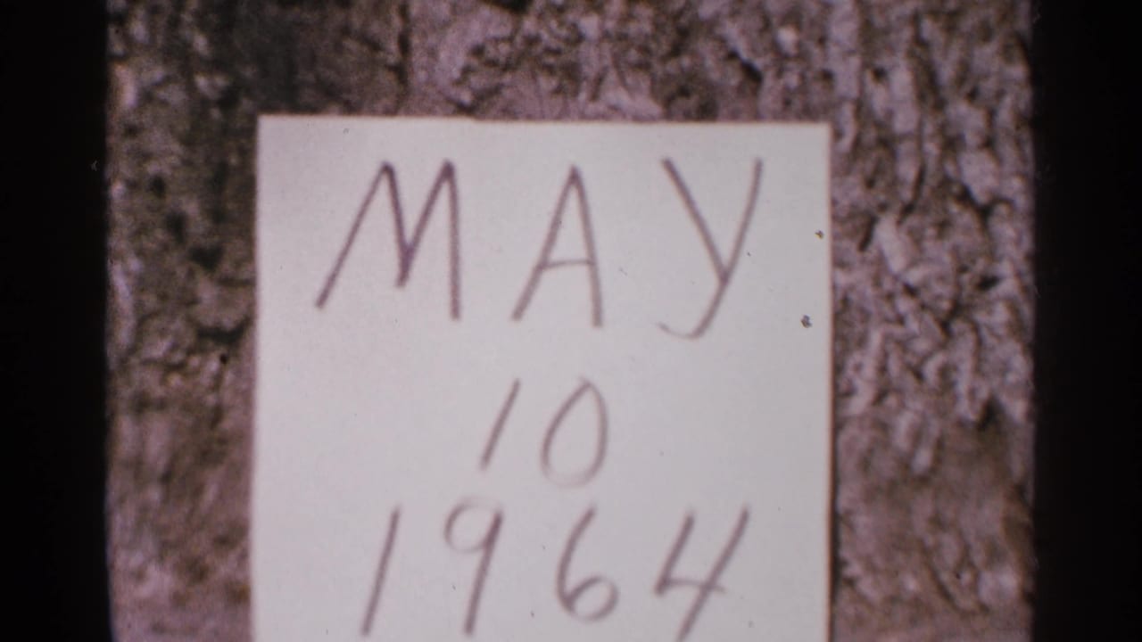 Handwritten May 10 1964 note pinned or held against tree bark.