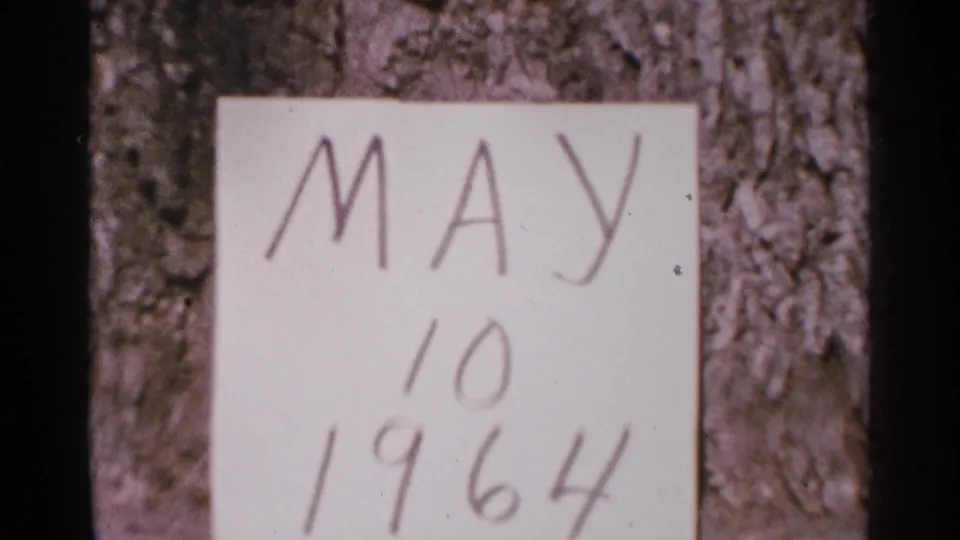 Minnesota 1964 home-movie frame showing a handwritten May 10 1964 note against rough tree bark with dark film borders.